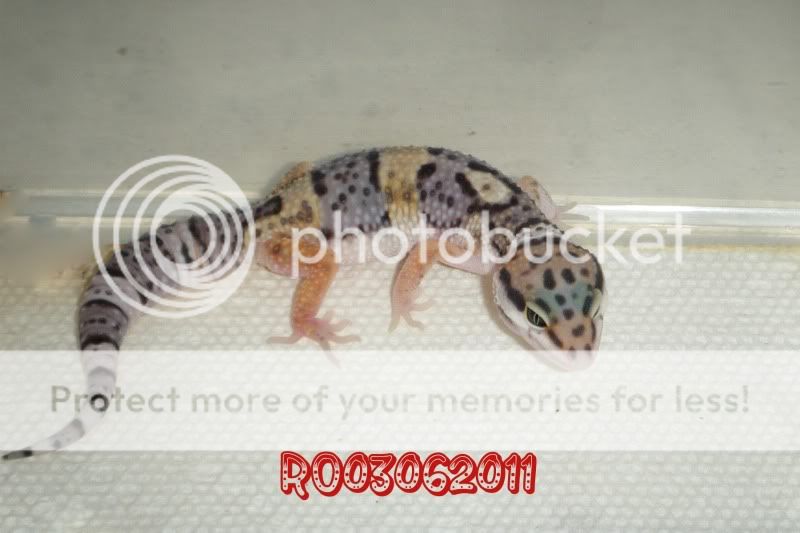 DSCF0337.jpg