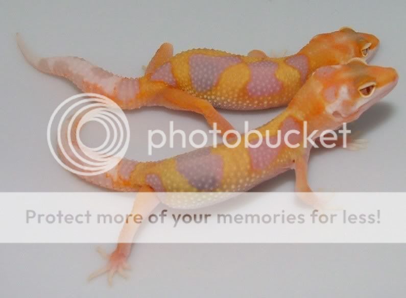 GeckoHatchlings07159.jpg
