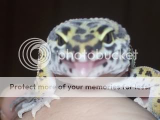 geckos1011.jpg