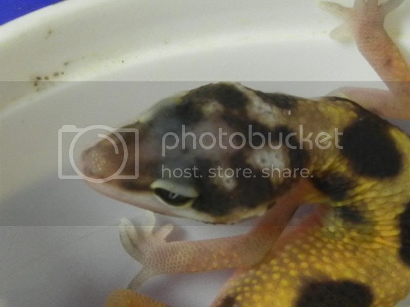 GeckosAugust2011050.jpg