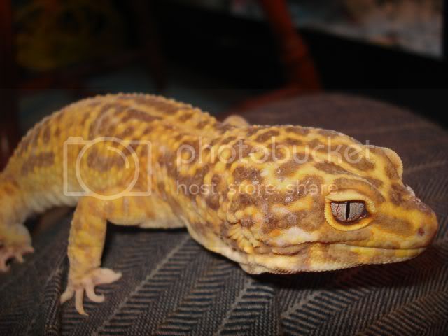 male1.jpg
