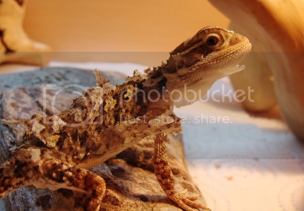 moult10geckoforums.jpg