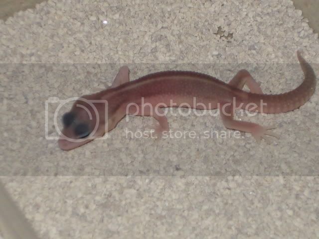 nogeenkeer002.jpg