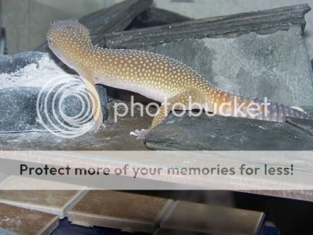 100_2544.jpg