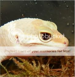 geckos024.jpg