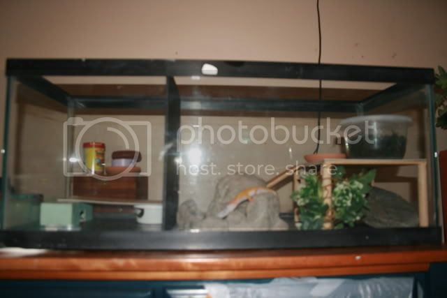 geckos112.jpg