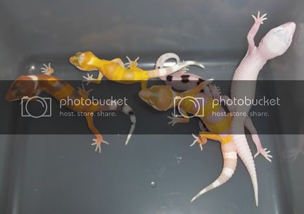 Group_Flash1.jpg