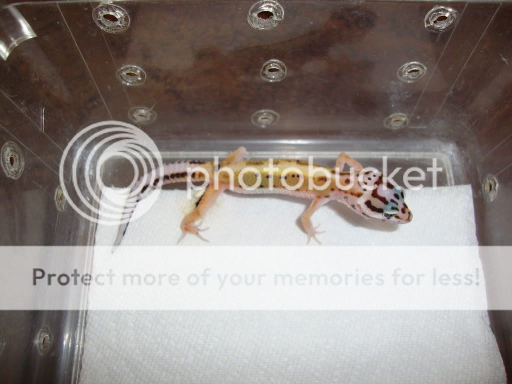 geckos027.jpg