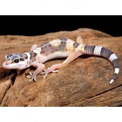 leopard-gecko.jpg