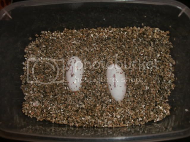 egg018.jpg