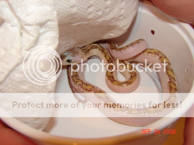 DSC03157.jpg