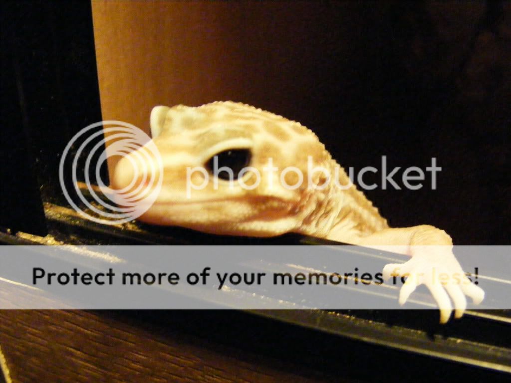 geckos006.jpg