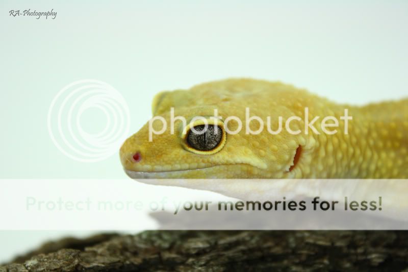 patgecko2copy.jpg