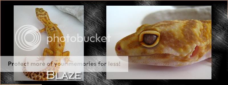 Blaze-1.jpg