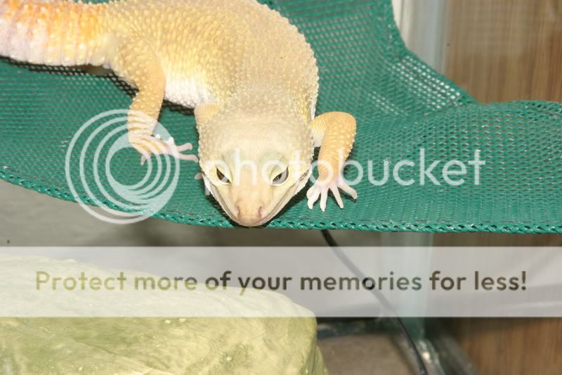 Geckos063.jpg