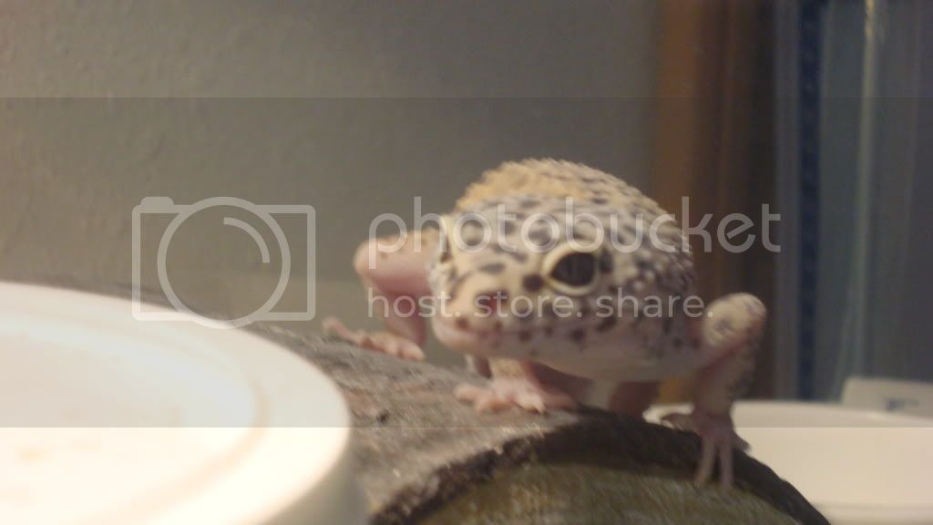 InquisitiveDraco.jpg