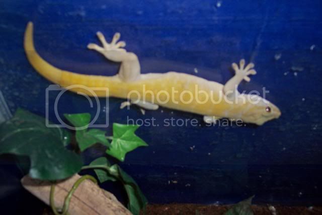 goldengecko002.jpg