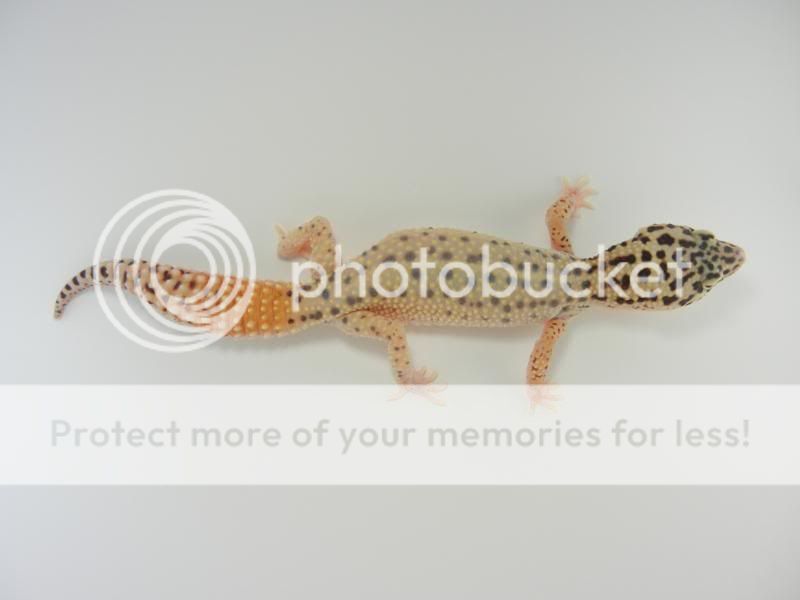 GeckosApril2011311.jpg