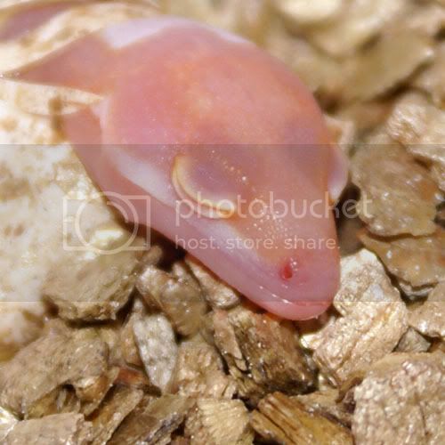 pipping_tooth.jpg