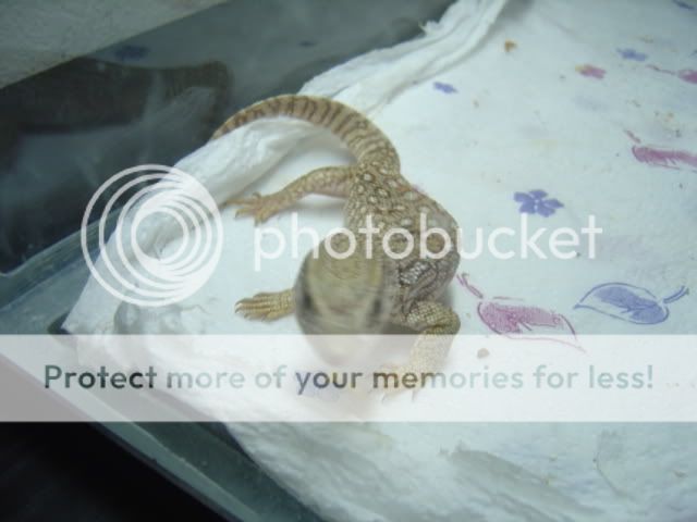 DSC03295.jpg