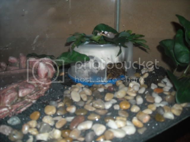 geckocagemoisthide.jpg