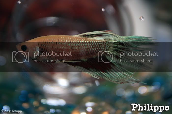 betta3-25-20086.jpg