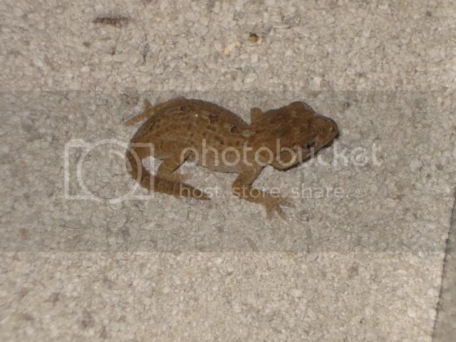 geckoniaenparoedura021.jpg