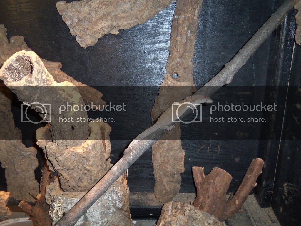 101_1991_zpsrxzzqa31.jpg