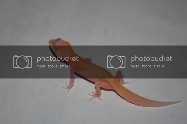 09hatchings013.jpg