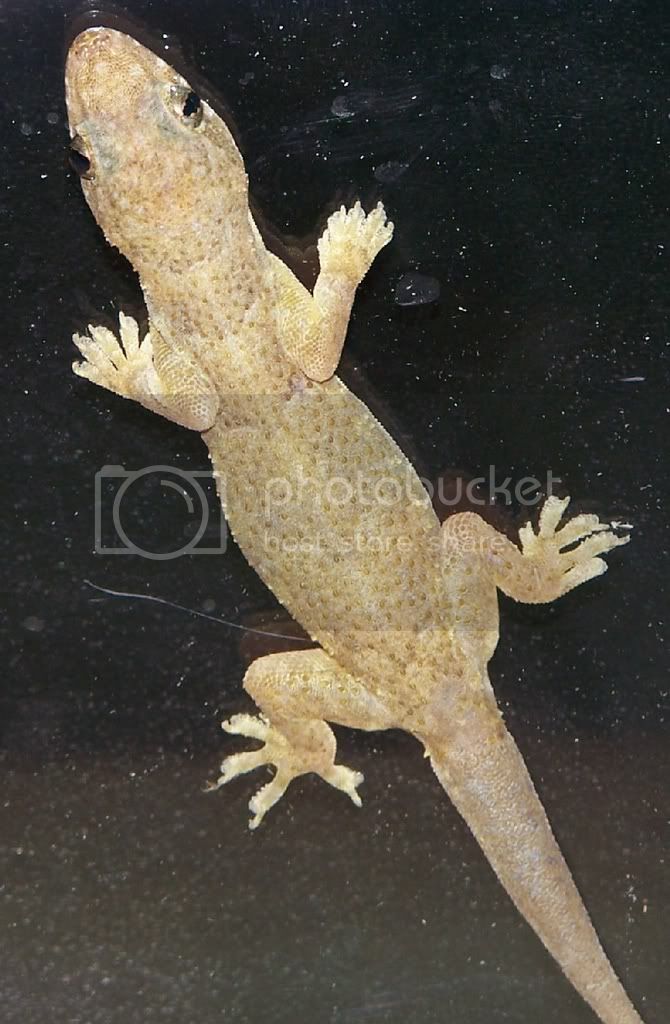 gecko2.jpg