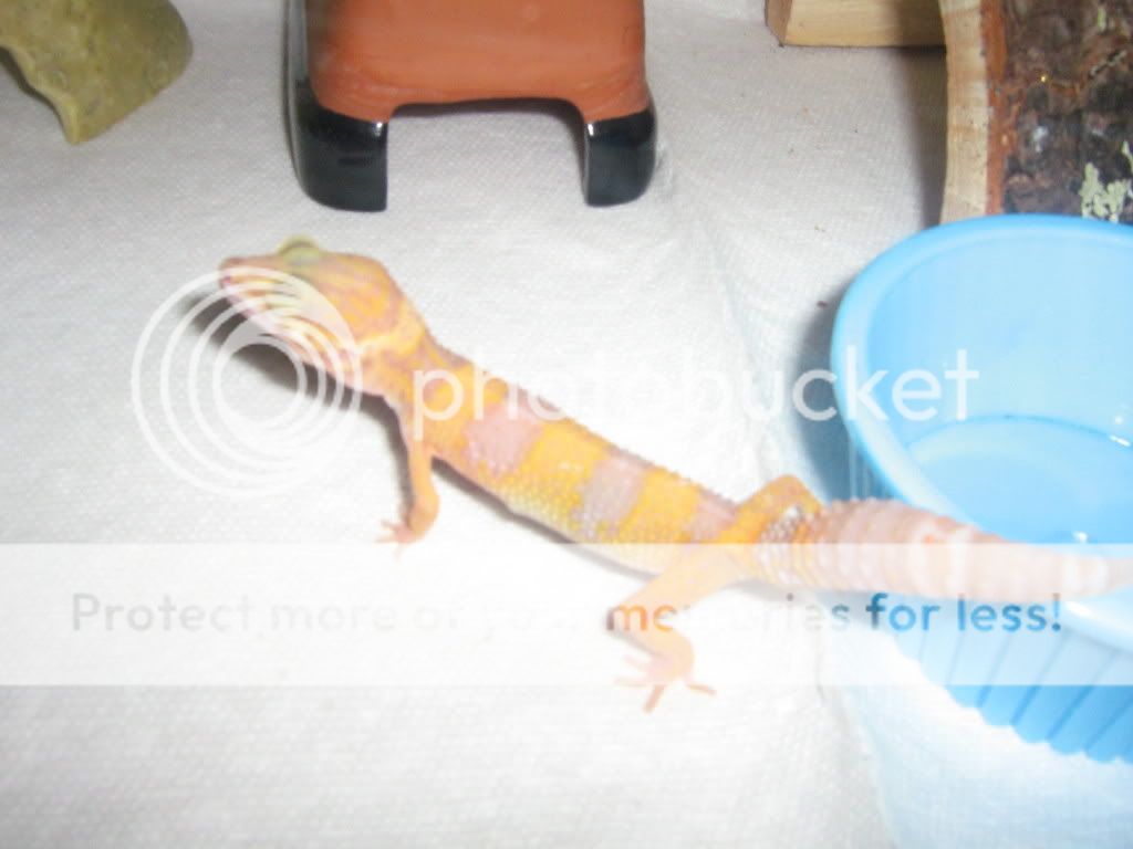 evenmoregeckos003.jpg
