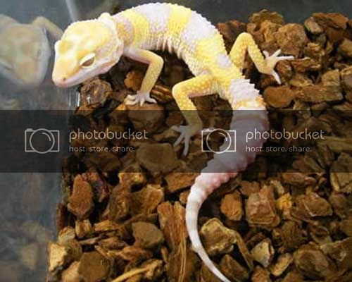gecko.jpg