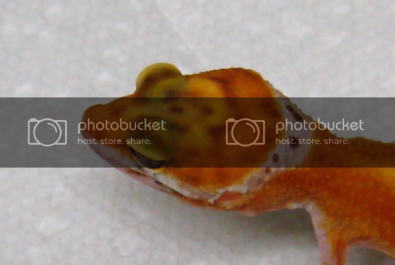 orangeGECKO2.jpg