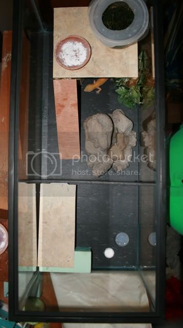 geckos119-1.jpg