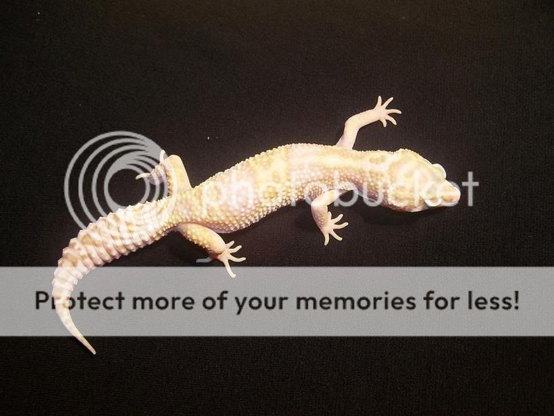HembraC47MackSnowRAPTOR1.jpg