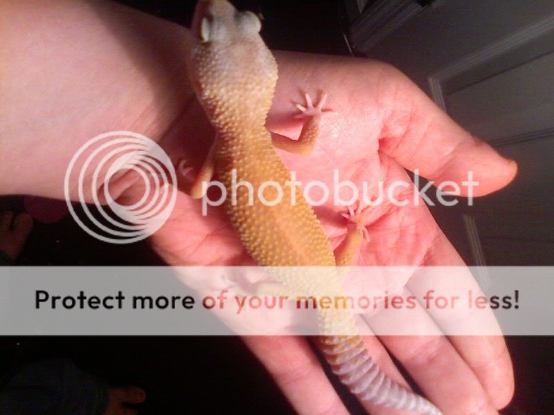 gecko.jpg