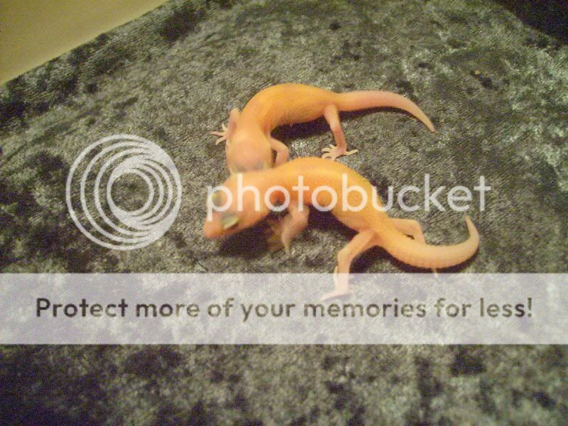 GeckoBabyLast20113.jpg