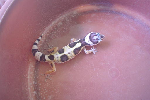 geckosecond2008a5.jpg