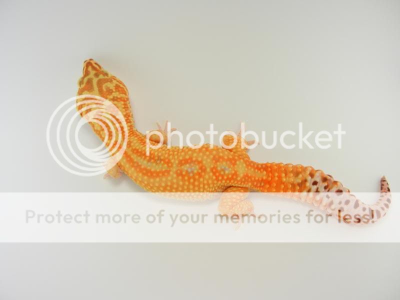 GeckosApril2011294.jpg