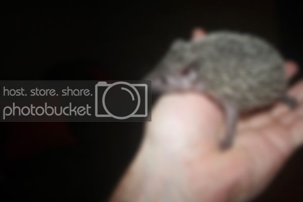 tenrec02.jpg