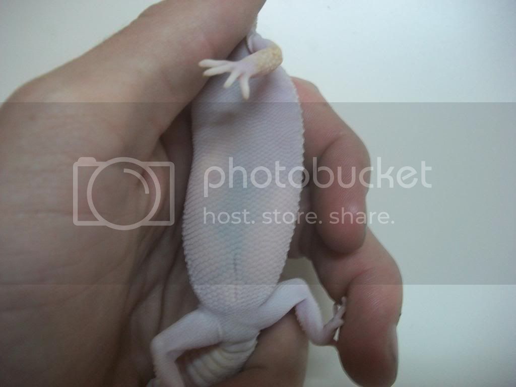 100_2576_g3_belly.jpg