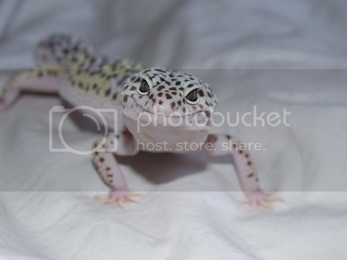 twiggy2.jpg