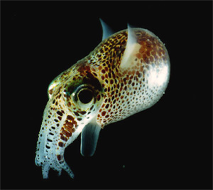 bobtailsquid.jpg