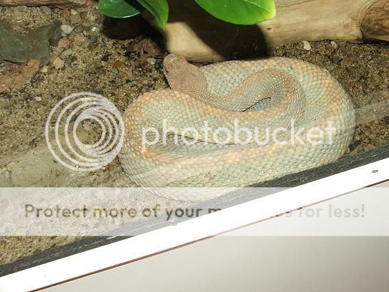 crestedsforsale1234.jpg