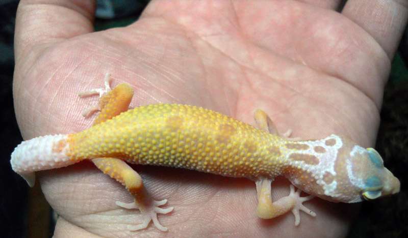 fifermorph2.jpg