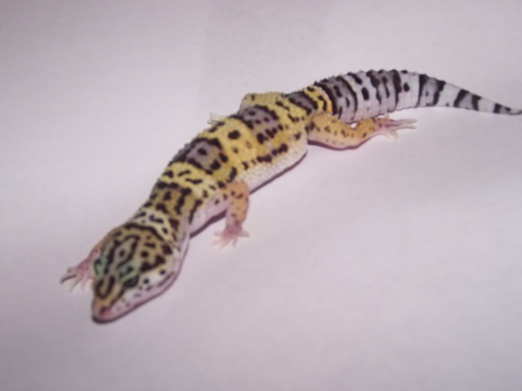 gecko3.jpg