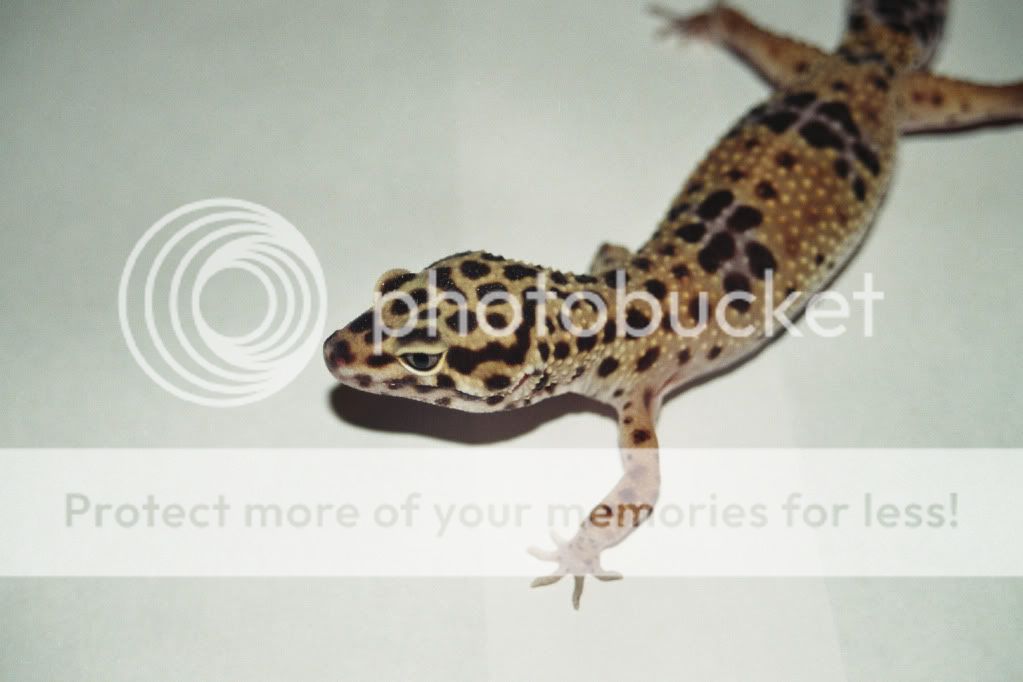 IMG0011.jpg