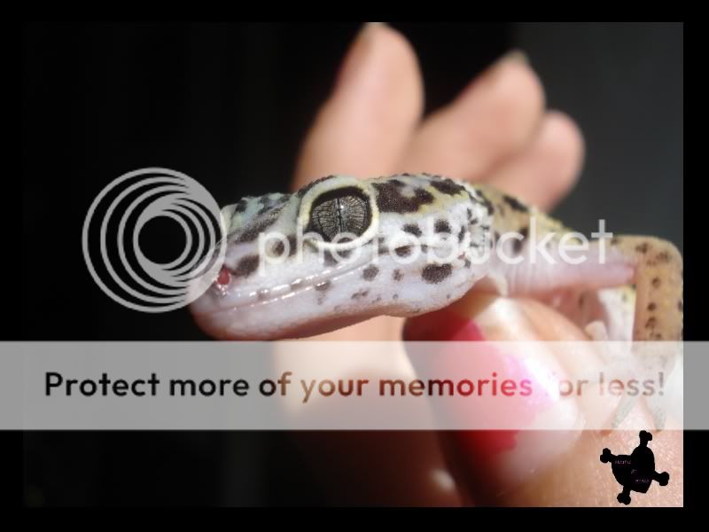 gecko528.jpg