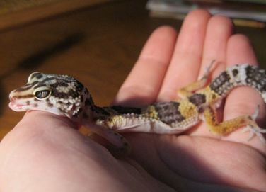 www.lizards101.com