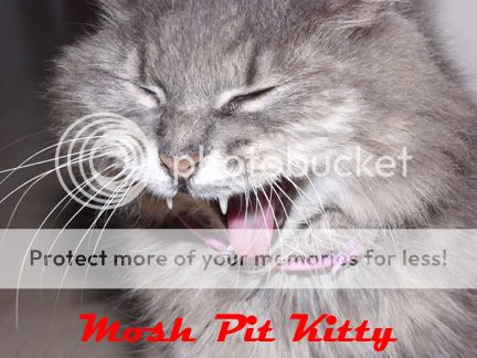 moshpitkitty.jpg